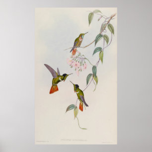 Kapuzen-Visierträger Augastes lumachella Poster