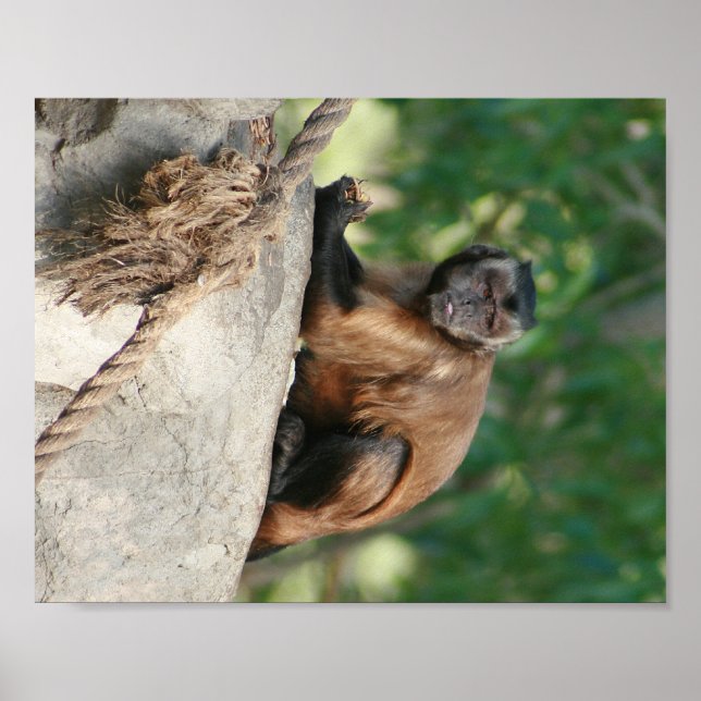 Kapuzineraffe Niedlich, aber launisch Poster (Vorne)