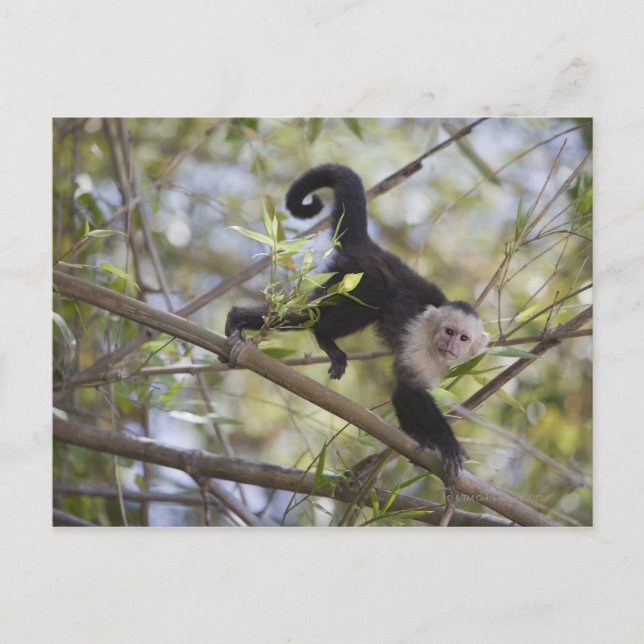 Kapuzinerkapuchin, Guanacaste, Costa Rica Postkarte (Vorderseite)