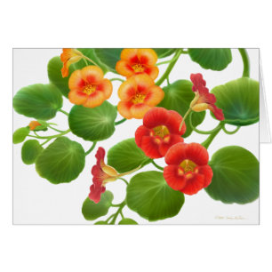 Kapuzinerkäse-Garten-Rebe-Karte