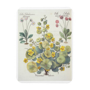 Kapuzinerkäse und Gänseblümchen: 1.Nasturtium Magnet
