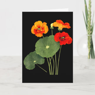 Kapuzinerkresse-Blumenillustration Vintage-Naturku Karte