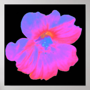 Kapuzinerkresse-Druck pink Poster