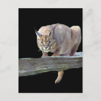 Karakalkatze Crouching Postkarte