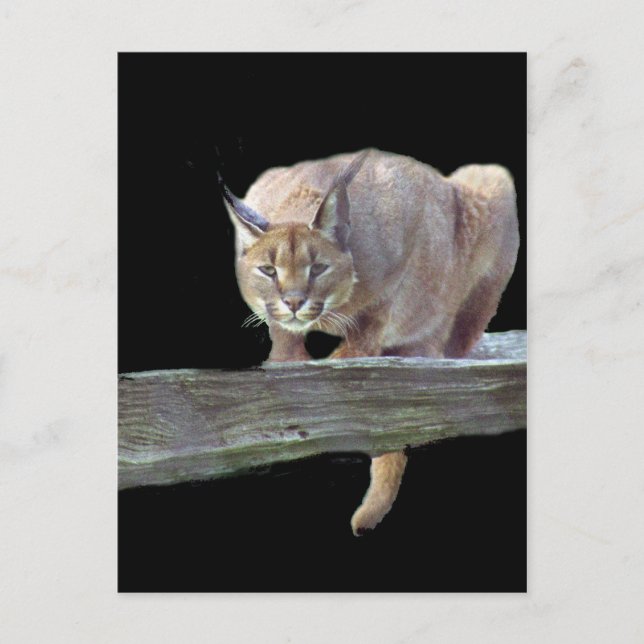 Karakalkatze Crouching Postkarte (Vorderseite)