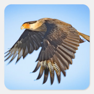"Kararakara-Flug"  Quadratischer Aufkleber