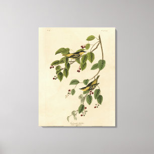 Karbonated Warbler von Audubons Vögeln Amerikas Leinwanddruck