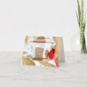 Kardinal am Einzug - Leerlaufkarte Karte