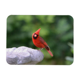 Kardinal auf Birdbath Magnet