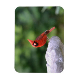 Kardinal auf Birdbath Magnet