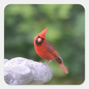 Kardinal auf dem Birdbad-Aufkleber Quadratischer Aufkleber