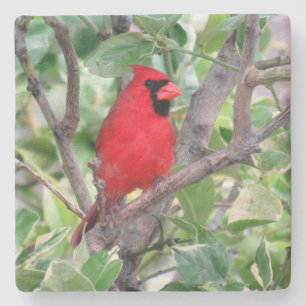 Kardinal - Backyard Bird Series - Untersetzer