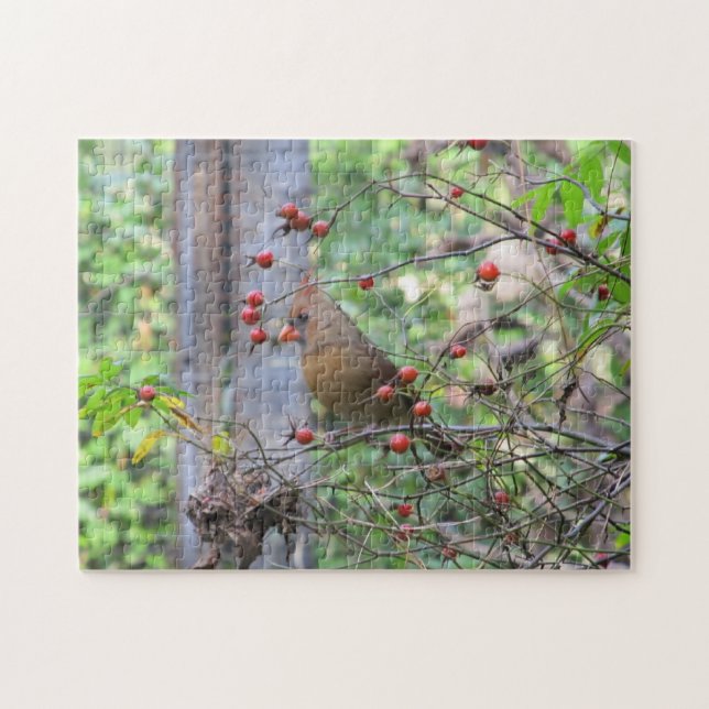 Kardinal bei Bird Feeder, umgeben von Red Berries (Horizontal)