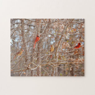 Kardinal Bird Couples Fall Season Tree Nature