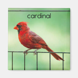 Kardinal Bird Kühlschrank Magnet