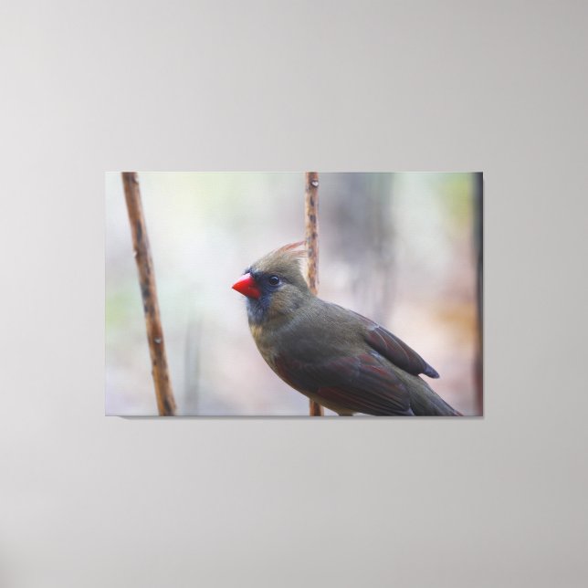 Kardinal Bird Leinwanddruck (Vorderseite)