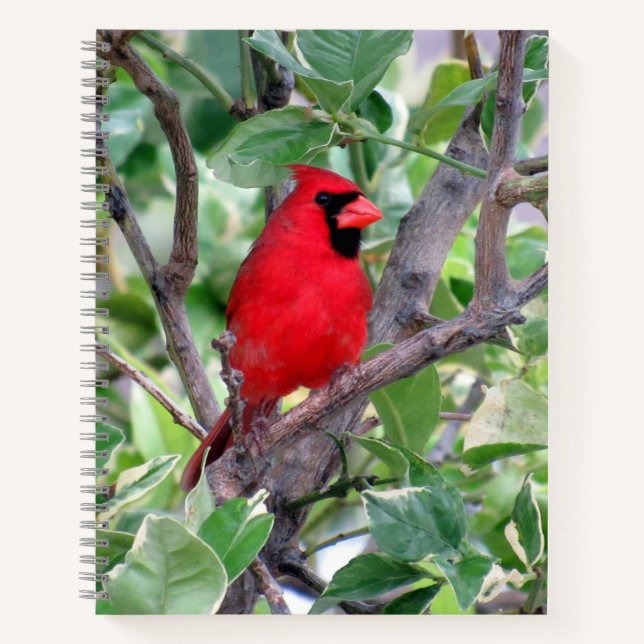 Kardinal (Bird) Notebook, 8.5 x 11 + Notizbuch (Vorderseite)