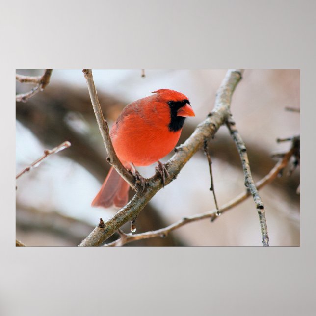 Kardinal Bird Poster (Vorne)