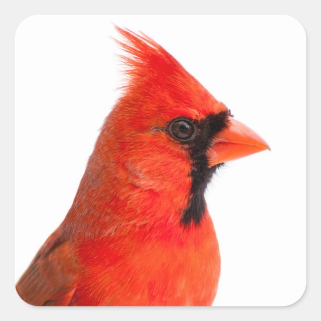 Kardinal Bird Quadratischer Aufkleber (Vorderseite)