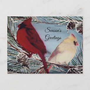 Kardinal Birds Season's Greetings Postkarte