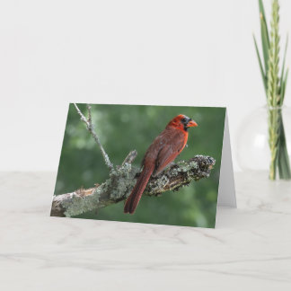 Kardinal Blank Notecard Dankeskarte