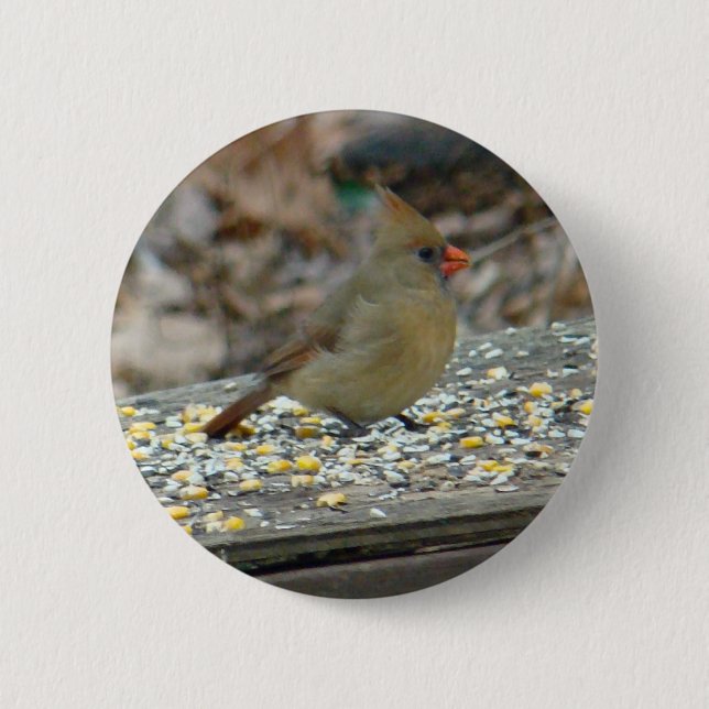 Kardinal (Cardinalis cardinalis) Weibliche Songbir Button (Vorderseite)