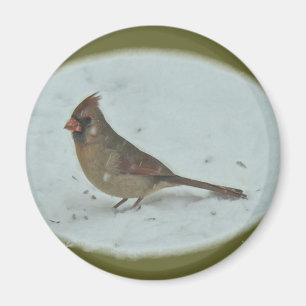 Kardinal (Cardinalis cardinalis) Weibliche Songbir Magnet