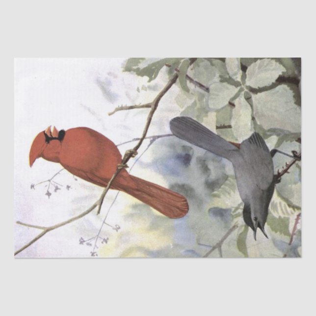 Kardinal Catbird Vintag Bird Decoupage Nature Seidenpapier (Vorderseite)