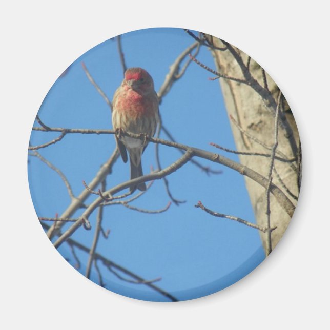 Kardinal Female/Bird Magnet (Vorne)