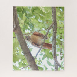 Kardinal Fledgling, Vogelliebhaber