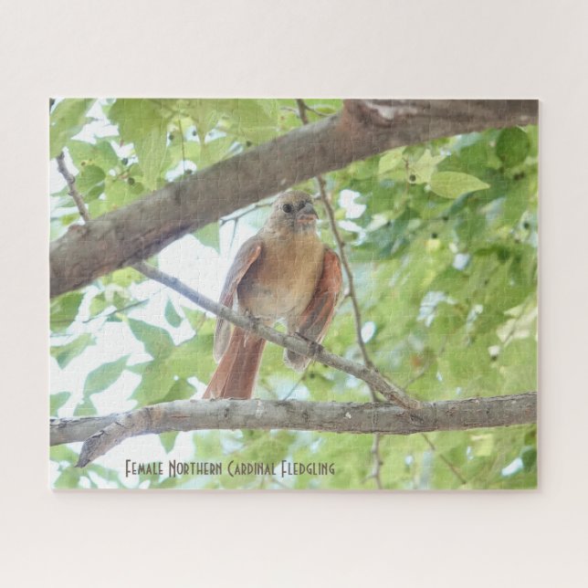 Kardinal Fledgling, Vogelliebhaber (Horizontal)