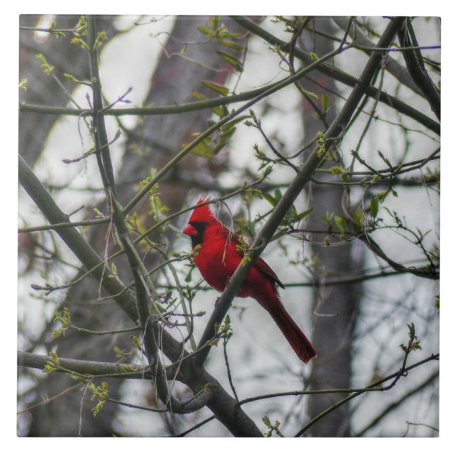 Kardinal Fliese (Vorderseite)