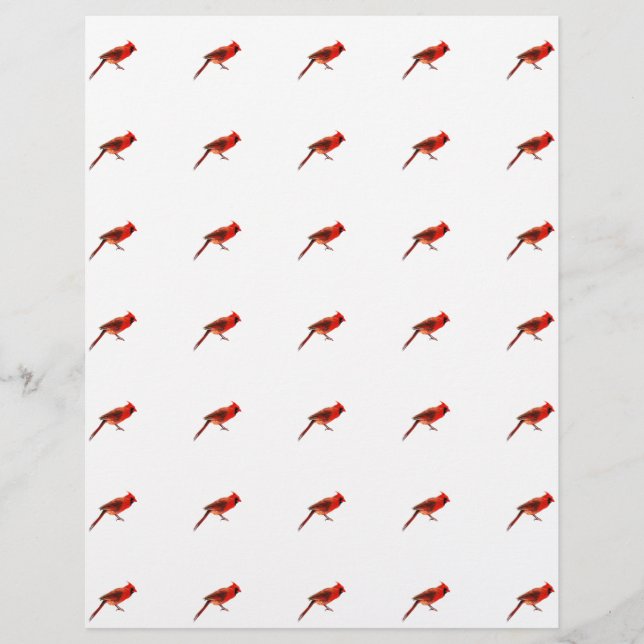 Kardinal Flyer (Vorne)