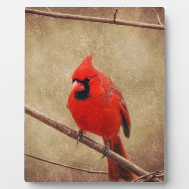 Kardinal Fotoplatte (Vorderseite)