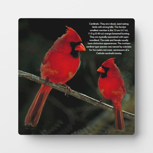 KARDINAL FOTOPLATTE (Vorderseite)