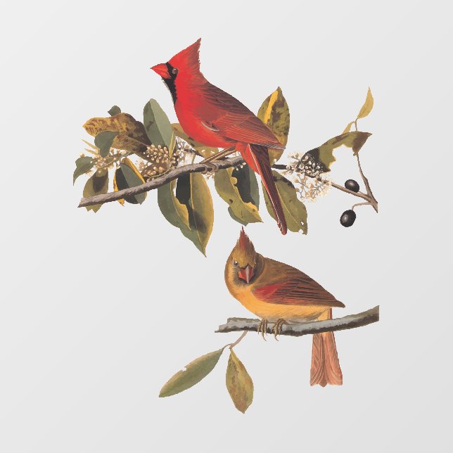 Kardinal Grosbeak Audubon Birds of America Fensteraufkleber (Blatt)