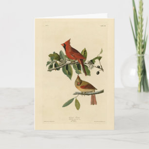 Kardinal Grosbeak von Audubons Vögeln von Amerika Karte