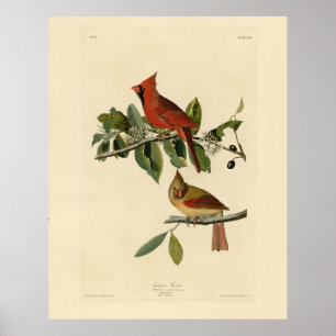 Kardinal Grosbeak von Audubons Vögeln von Amerika Poster