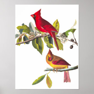 Kardinal Grosbeak von John James Audubon Poster