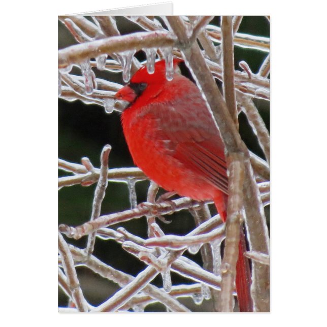 Kardinal Ice (Vorne)