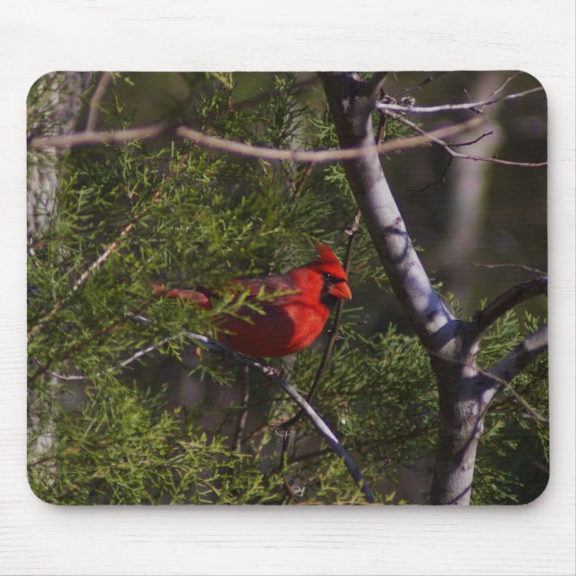 Kardinal im Baum Mousepad (Vorne)