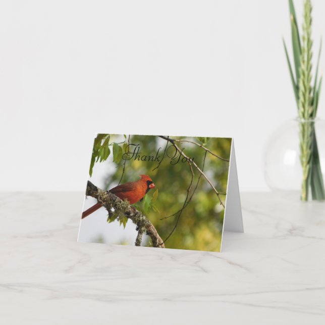 Kardinal im Frühjahr FL Dankeskarte (Vorderseite)