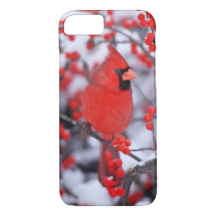 Kardinal im Norden, Winter, IL Case-Mate iPhone Hülle