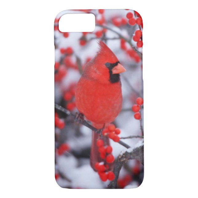 Kardinal im Norden, Winter, IL Case-Mate iPhone Hülle (Rückseite)