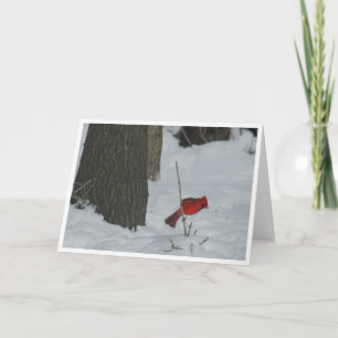 Kardinal im Schnee Karte