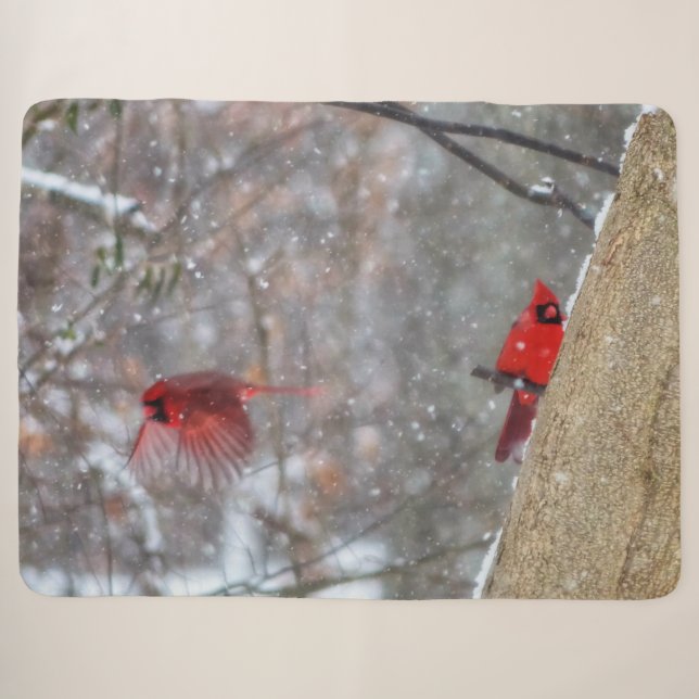 Kardinal im Schnee Sherpadecke (Vorderseite (Horizontal))