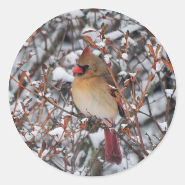Kardinal im Schnee Weihnachtsaufkleber Runder Aufkleber (Vorderseite)