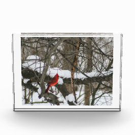 Kardinal im Schneewald II Fotoblock