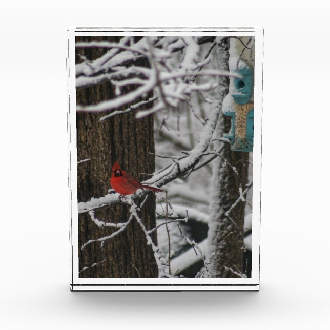Kardinal im Schneewald III Fotoblock (Vorderseite)