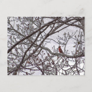 Kardinal in einem Baum Postkarte